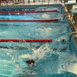 swimming gala fun