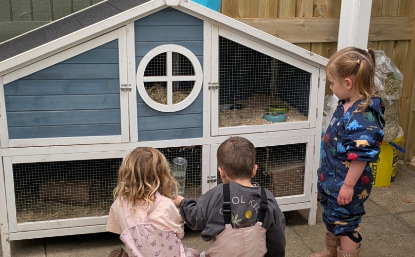 Guinea pigs 