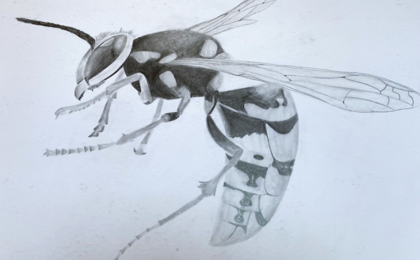 Year 8 pencil drawing
